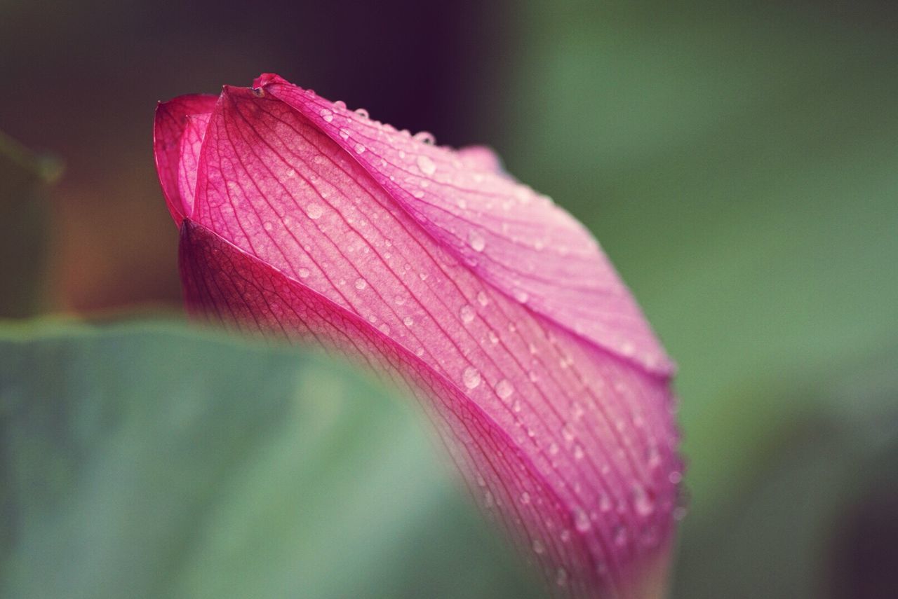 CLOSE-UP OF PINK FLOWERS BLOOMING