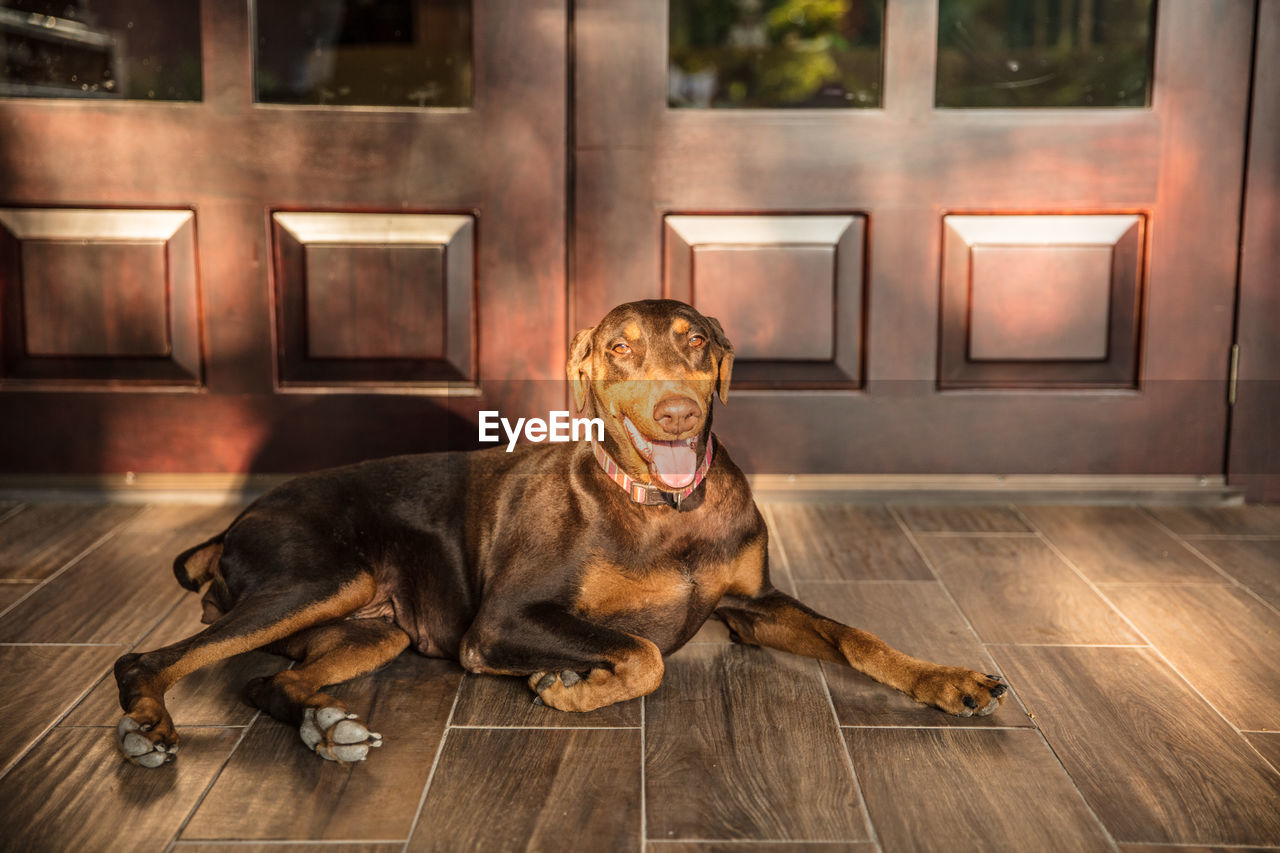 Dog lying on floor at home