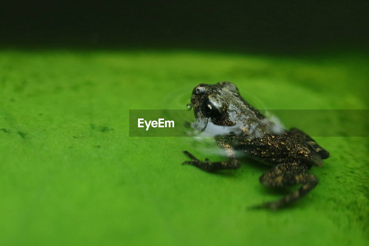 A frog perched on a lotus leaf.