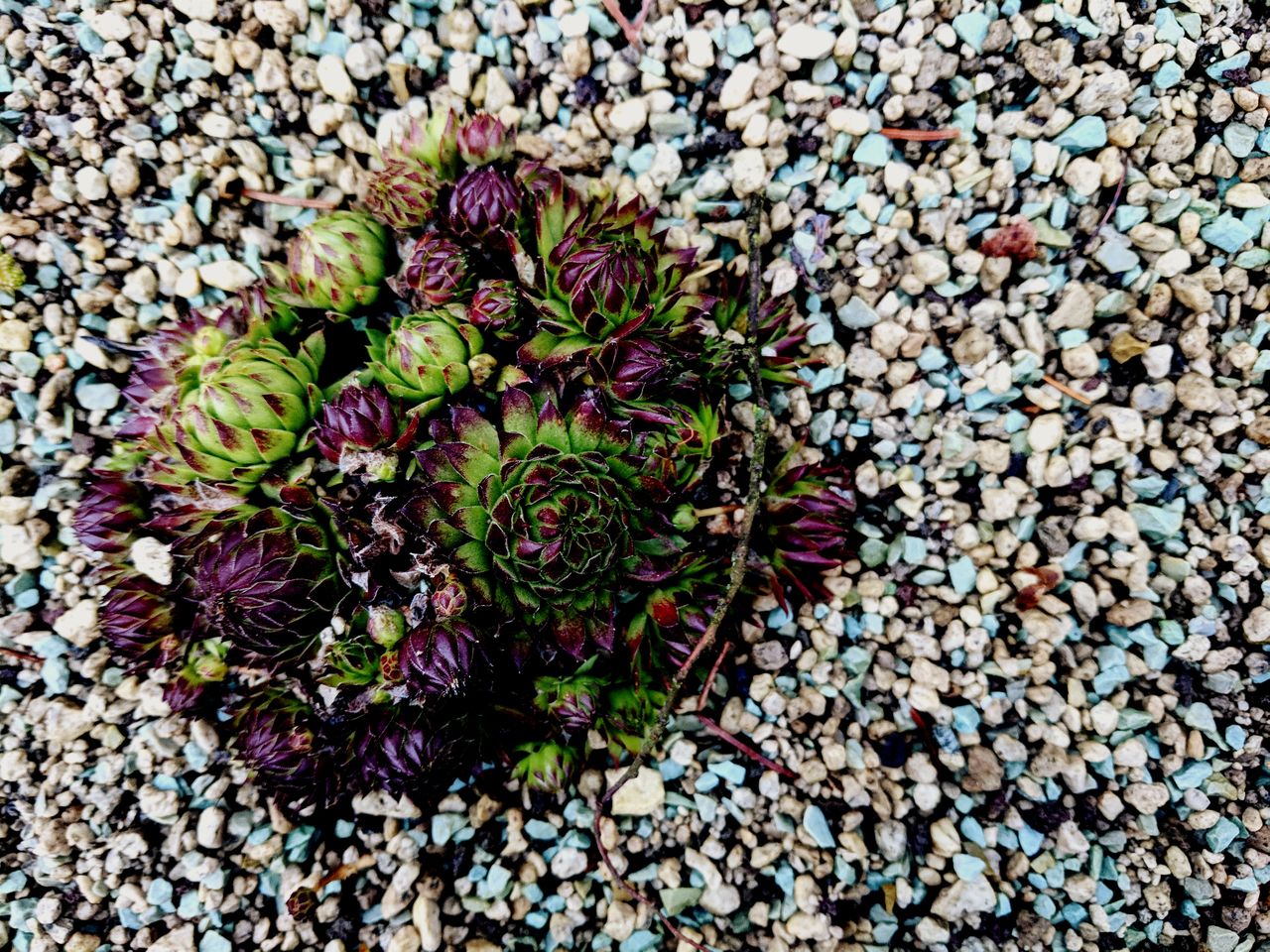 Close-up high angle view of flowers