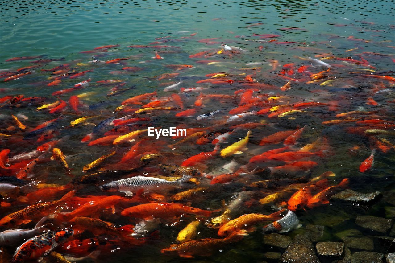 The beauty of koi fish in the clear lake
