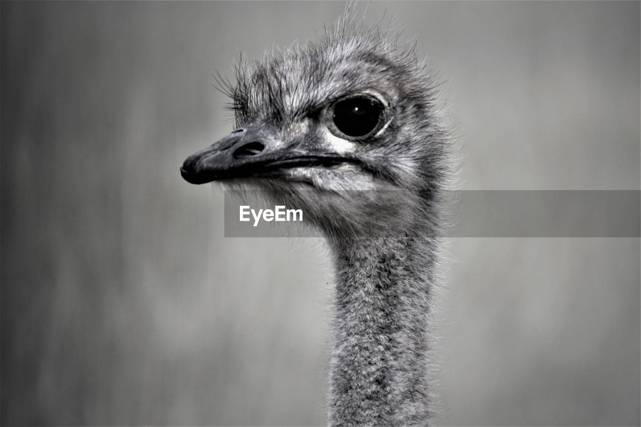 ostrich, bird, animal themes, animal, one animal, ratite, beak, close-up, animal wildlife, black and white, emu, animal body part, wildlife, animal head, monochrome, monochrome photography, focus on foreground, portrait, no people, nature, day, looking, outdoors