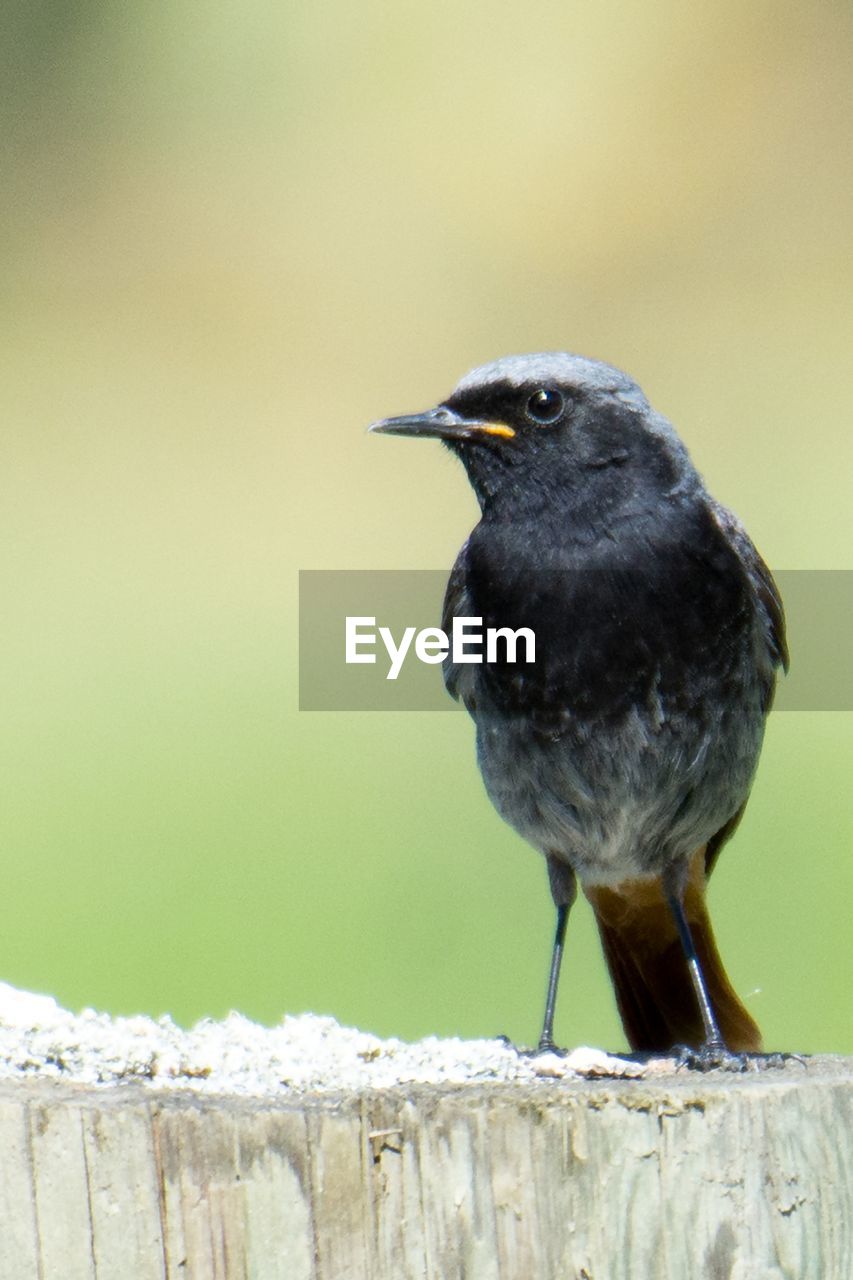 CLOSE-UP OF SPARROW PERCHING ON WOODEN POST