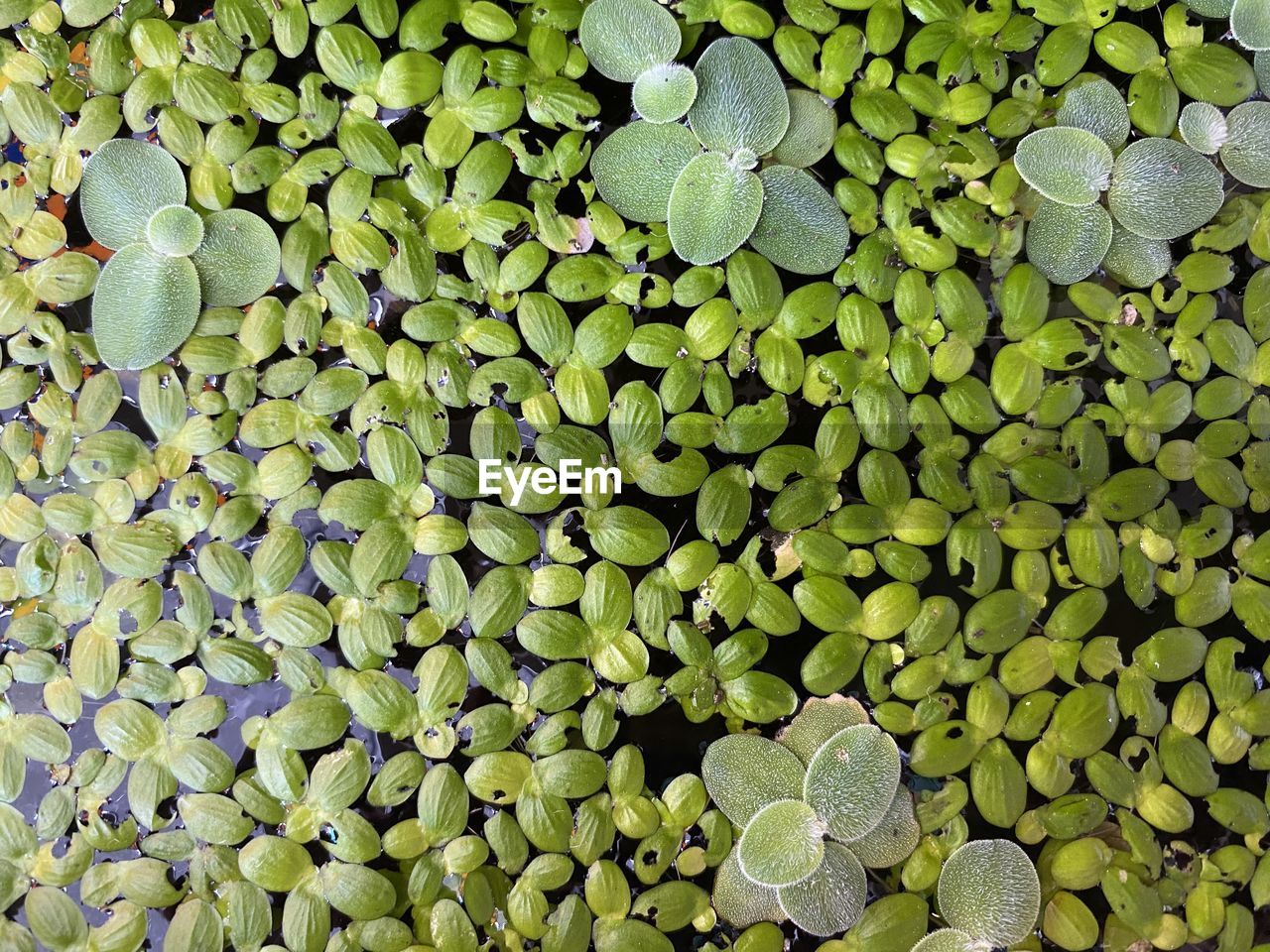 green, full frame, backgrounds, plant, no people, nature, abundance, leaf, beauty in nature, growth, flower, day, large group of objects, close-up, high angle view, water, plant part, outdoors, tranquility, produce, directly above, textured, floating, grass, freshness, floating on water