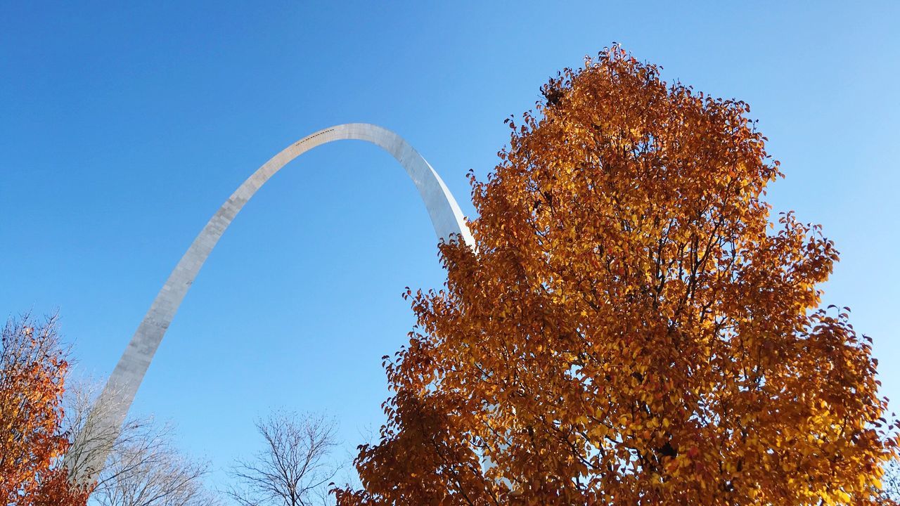 LOW ANGLE VIEW OF TREES AGAINST CLEAR SKY