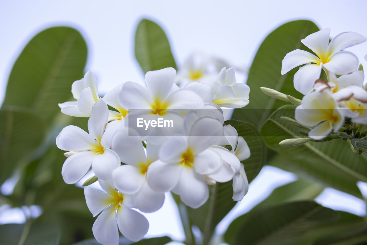 CLOSE-UP OF WHITE FLOWERING PLANT AGAINST BLURRED BACKGROUND