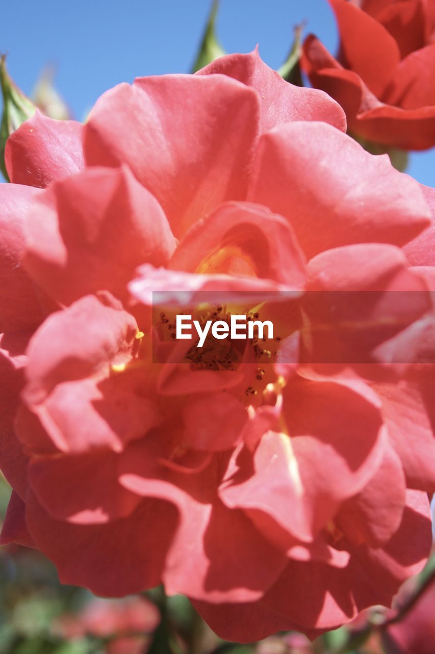 Close-up of pink flowers