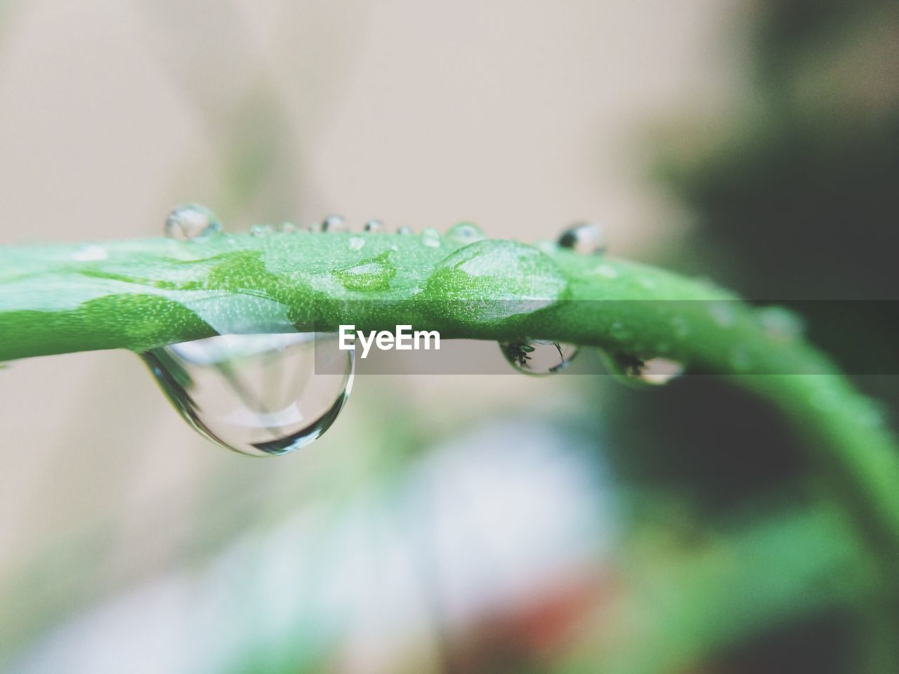 Close-up of drops on stem