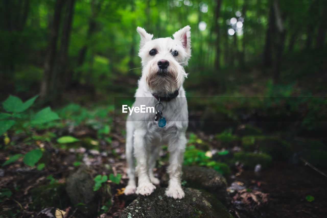 PORTRAIT OF DOG STANDING IN FOREST