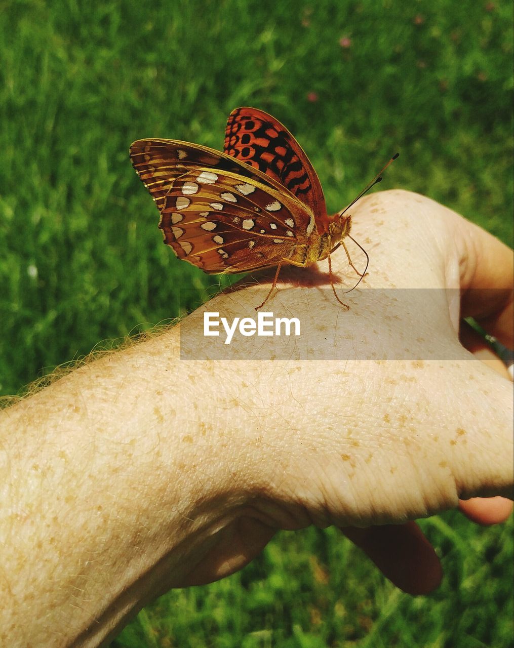 Butterfly on cropped hand