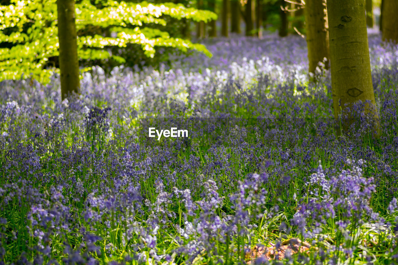 PURPLE FLOWERING PLANTS ON LAND