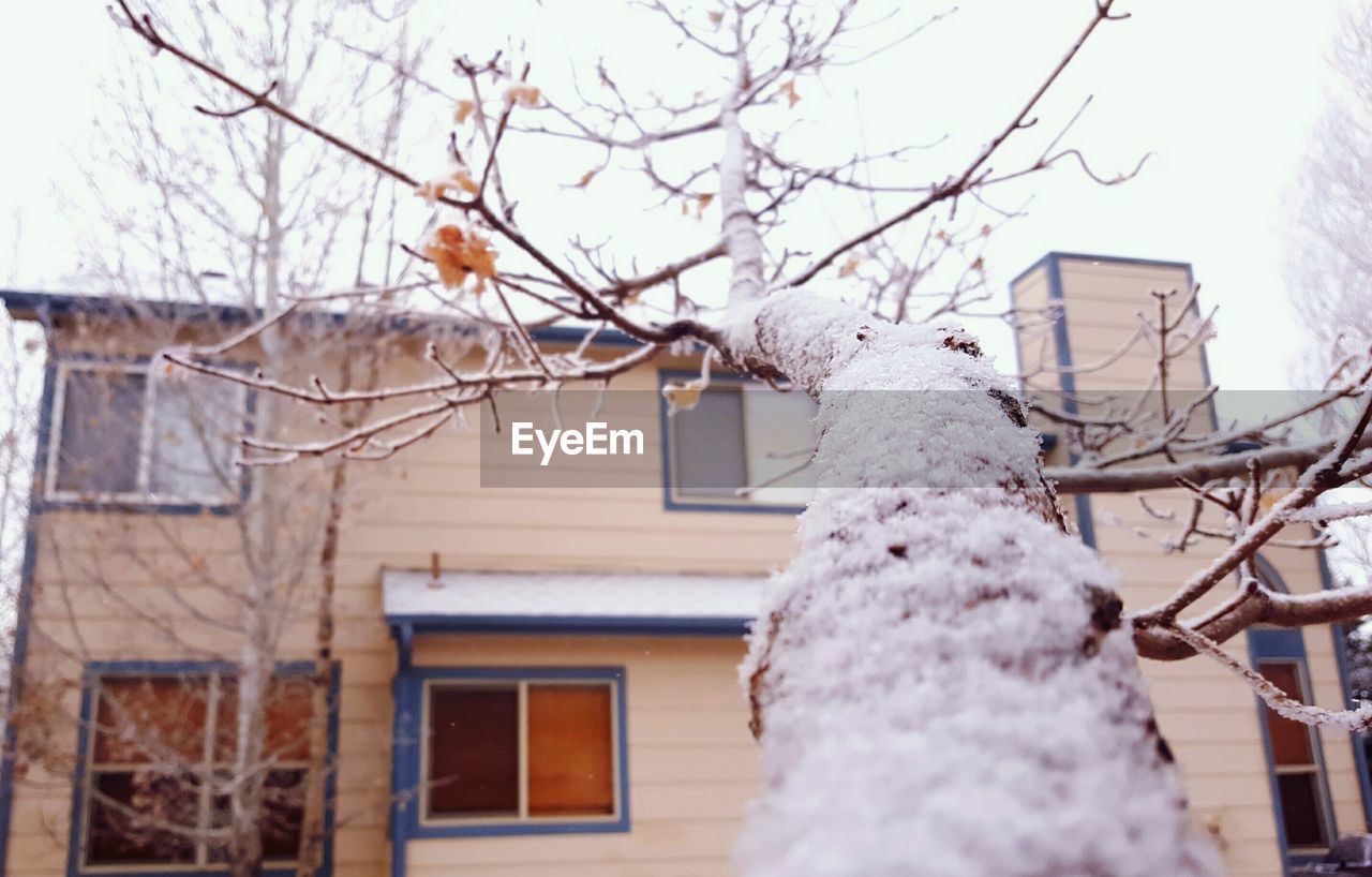 LOW ANGLE VIEW OF BARE TREE AND HOUSE