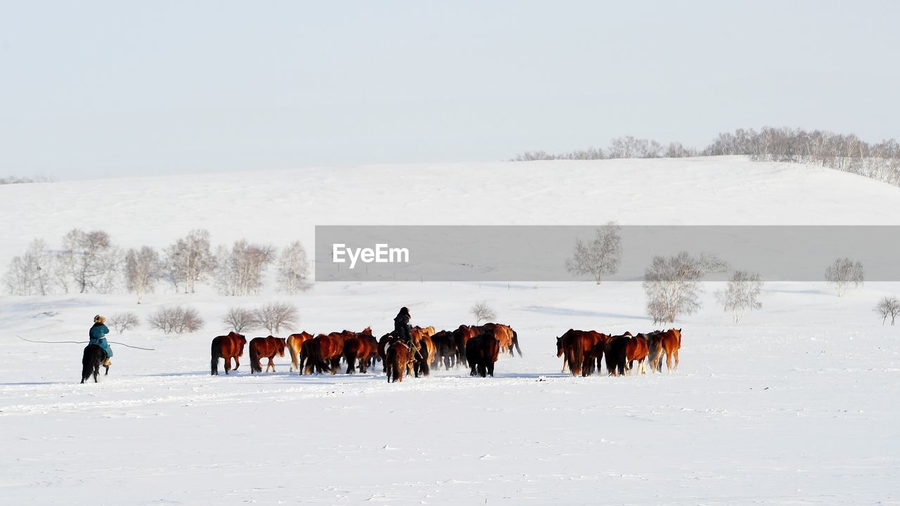 People with horses on snowy field against sky