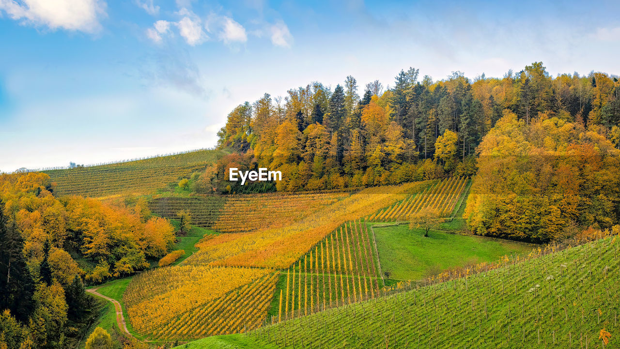 landscape, land, plant, environment, scenics - nature, tree, rural scene, autumn, field, sky, beauty in nature, nature, agriculture, flower, hill, tranquility, leaf, meadow, forest, tranquil scene, crop, rural area, growth, no people, cloud, farm, green, valley, food and drink, outdoors, yellow, multi colored, plant part, idyllic, morning, pinaceae, non-urban scene, coniferous tree, travel, grass, day, woodland, pine tree, panoramic, environmental conservation, social issues, summer, sunlight, foliage, food, blue, lush foliage, vibrant color, springtime, grassland