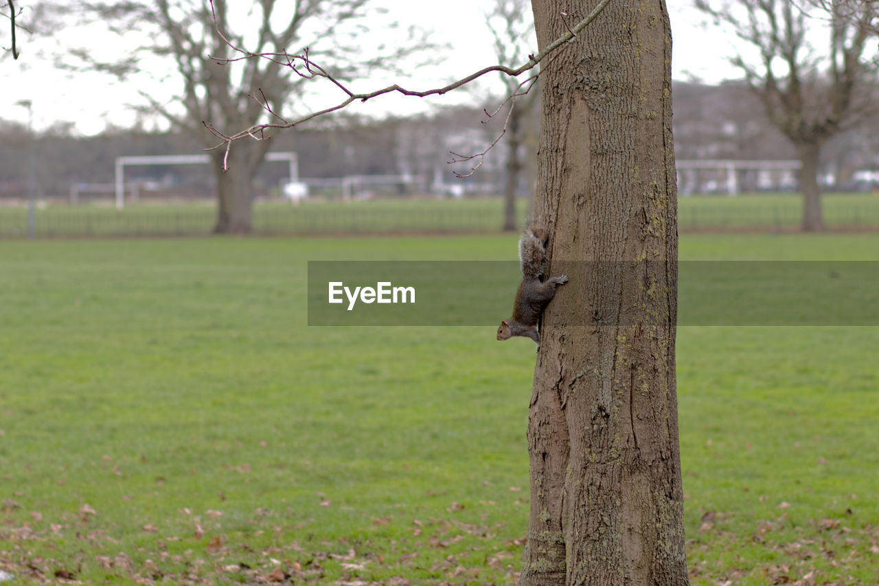 plant, tree, tree trunk, trunk, grass, animal themes, animal, nature, animal wildlife, one animal, day, no people, lawn, focus on foreground, field, wildlife, land, bare tree, outdoors, mammal, rural area, bird, green, environment, landscape