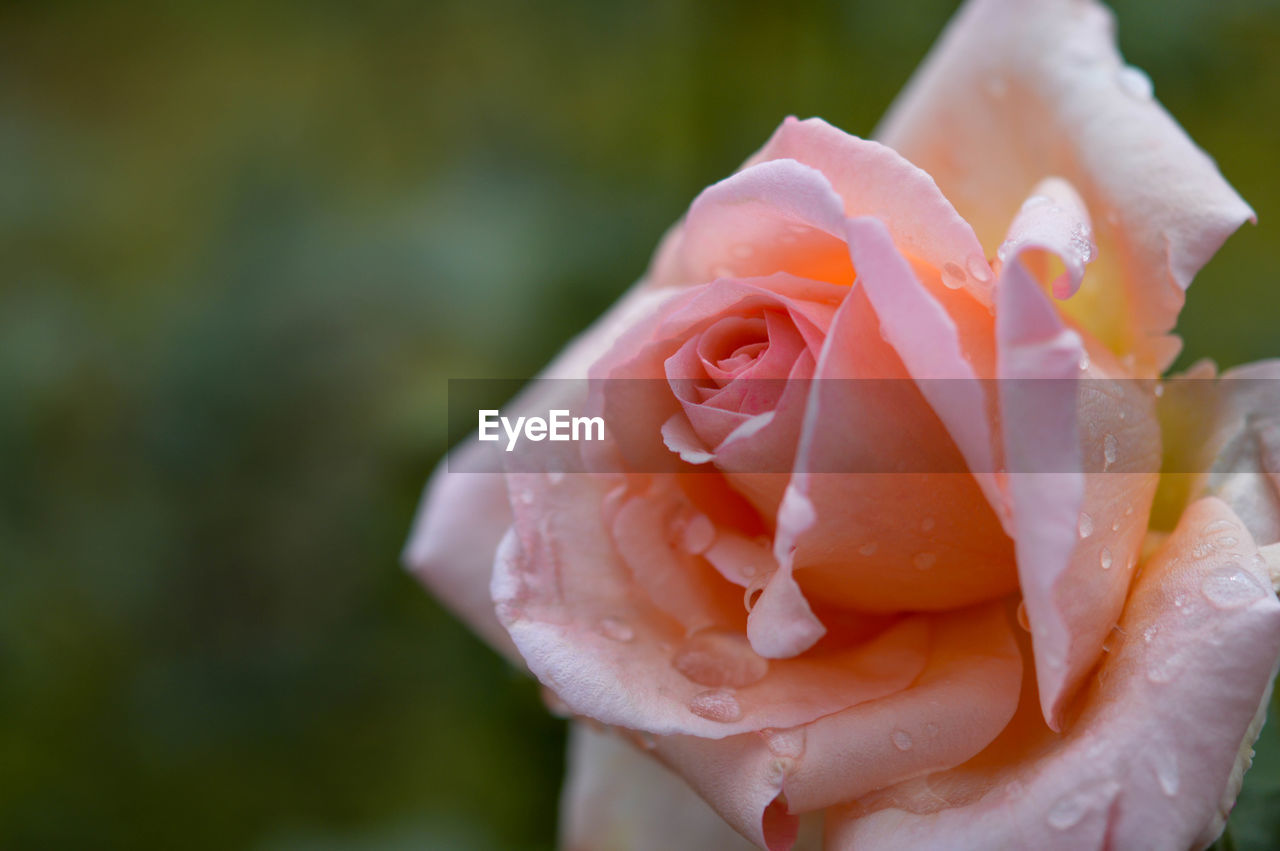 flower, rose, flowering plant, pink, plant, beauty in nature, close-up, petal, garden roses, fragility, wet, freshness, drop, macro photography, inflorescence, flower head, nature, water, focus on foreground, yellow, no people, dew, outdoors, plant stem, growth, rain, day, rose - flower