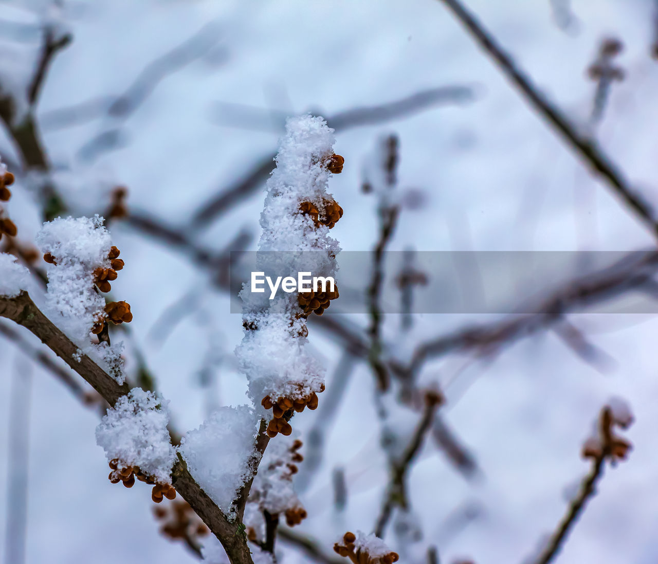 winter, snow, cold temperature, plant, branch, tree, nature, freezing, twig, frost, frozen, beauty in nature, no people, ice, close-up, focus on foreground, leaf, flower, day, white, outdoors, macro photography, spring, environment, selective focus, tranquility, growth, coniferous tree, fruit