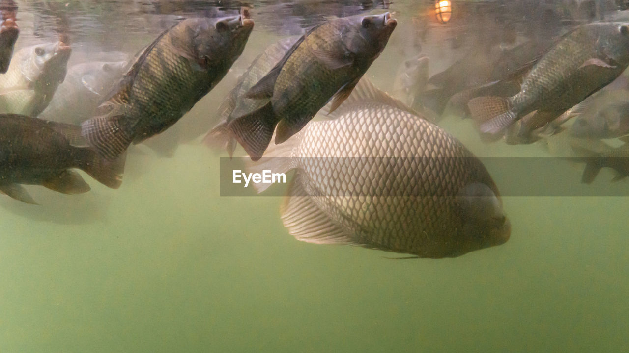 FISH IN SEA