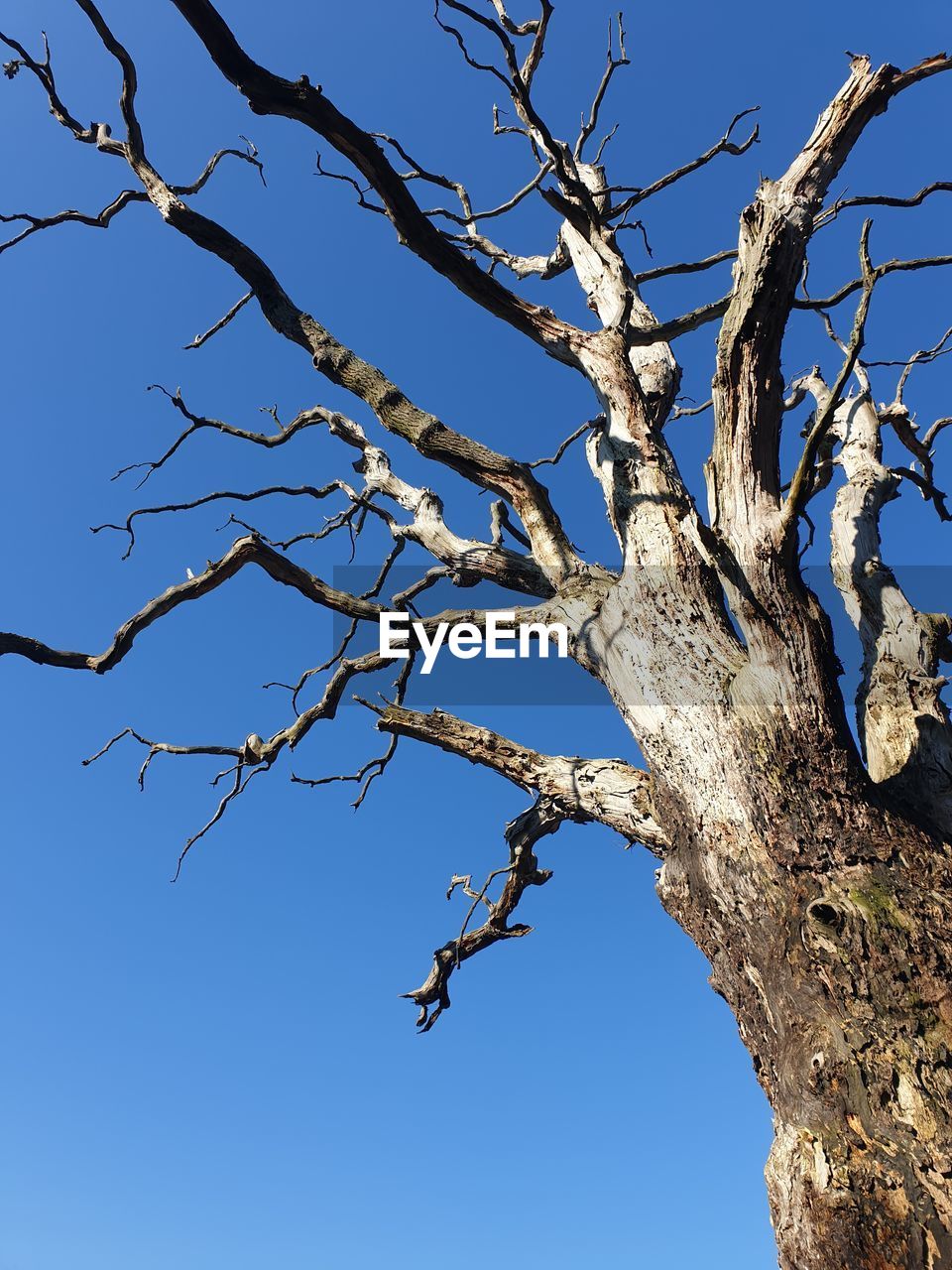 LOW ANGLE VIEW OF BARE TREE AGAINST SKY