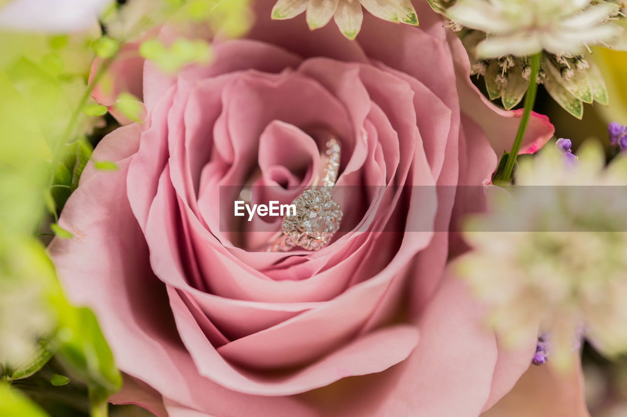 Close-up of pink rose bouquet