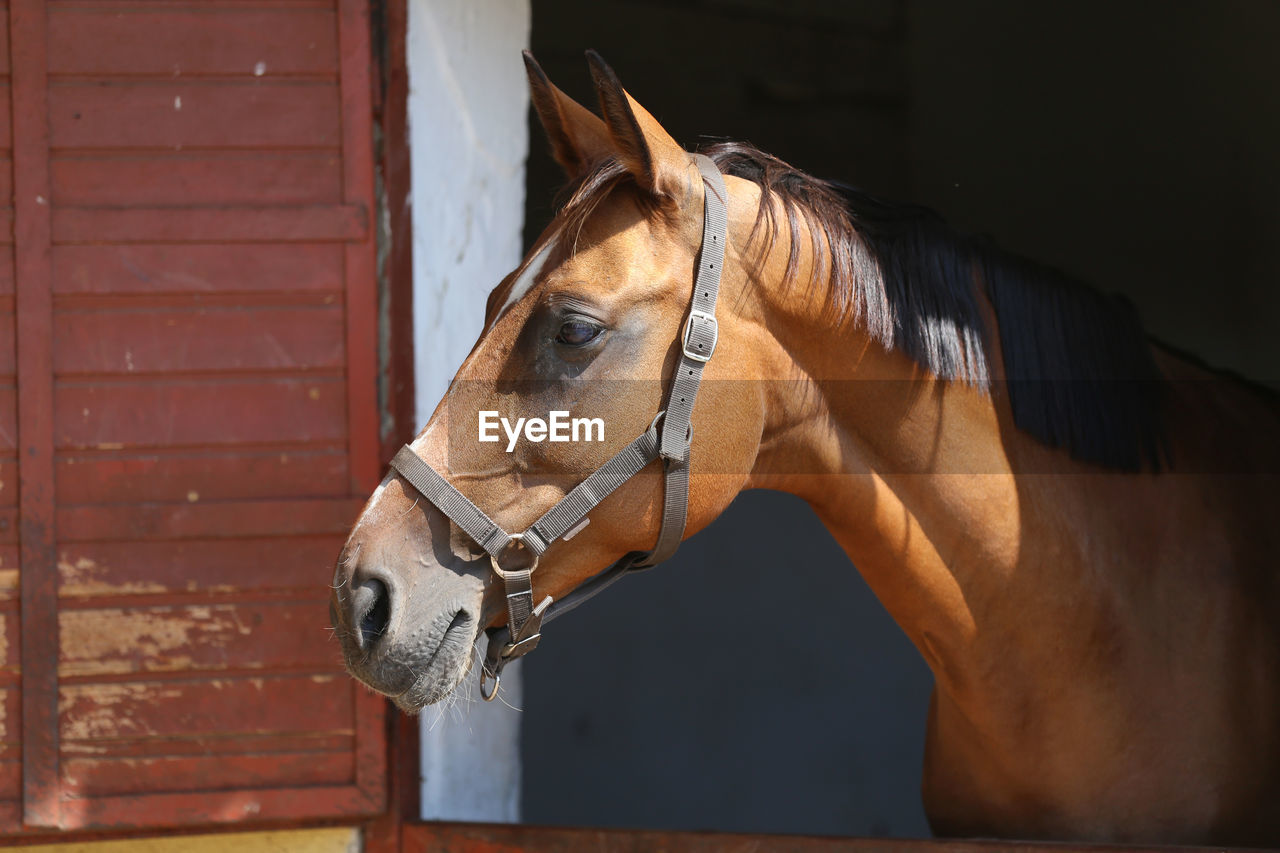 CLOSE-UP OF A HORSE IN THE STABLE
