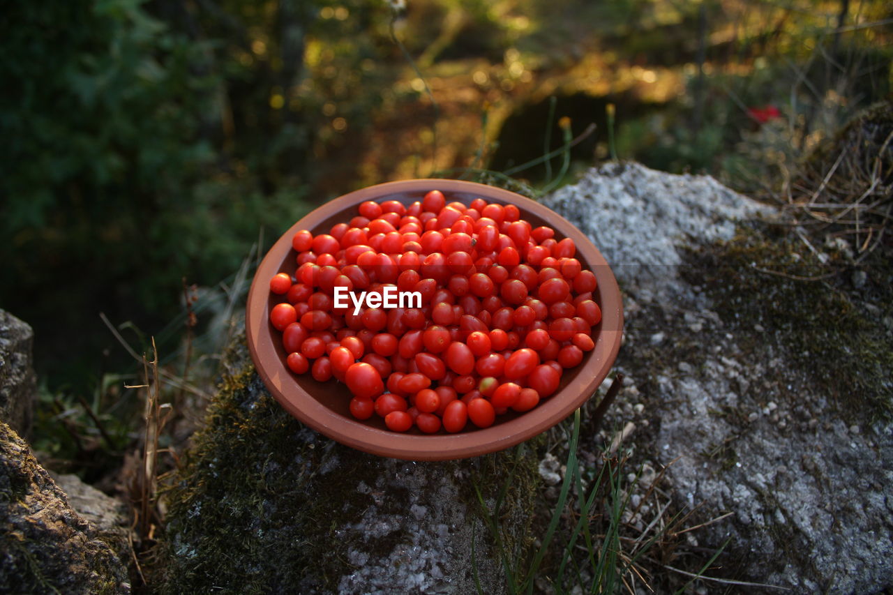 Red berries in container on rock