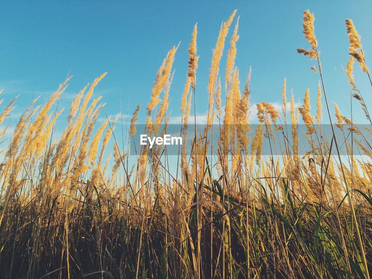 Low angle view of reeds against blue sky