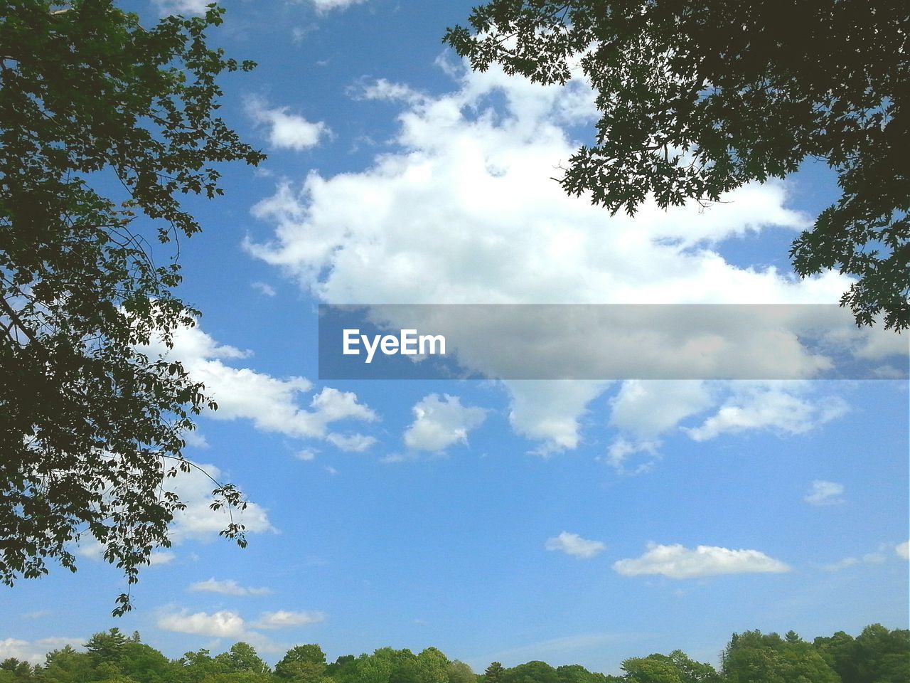 Low angle view of trees against cloudy sky