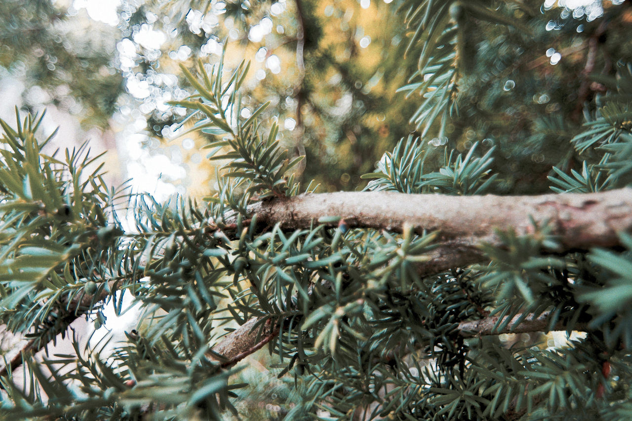 Close-up of pine tree in forest