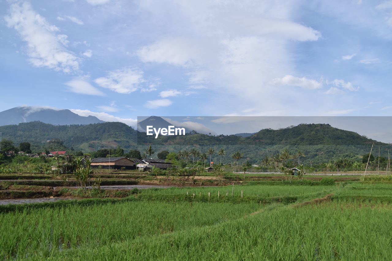 Beautiful green rice fields in the mountains