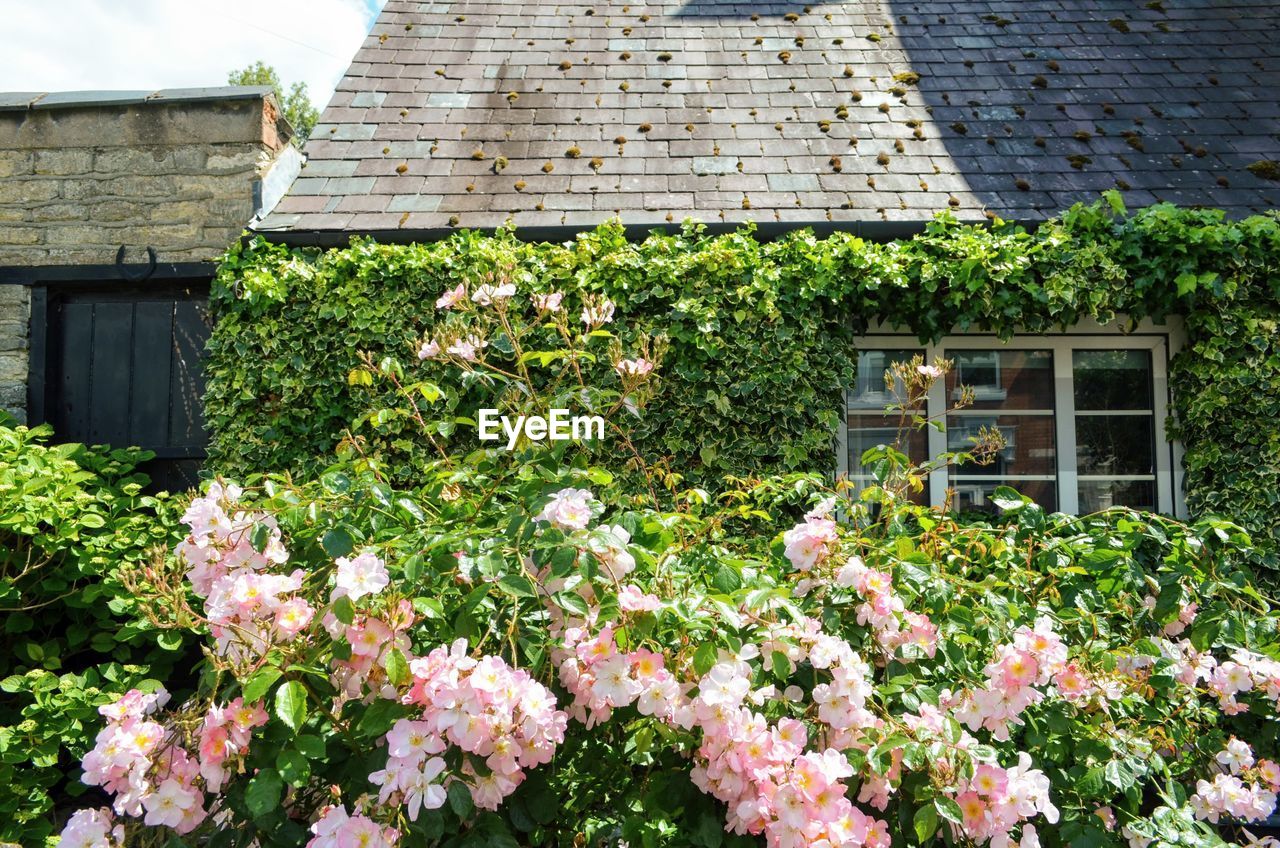 FLOWERING PLANTS AND WHITE HOUSE ON PLANT