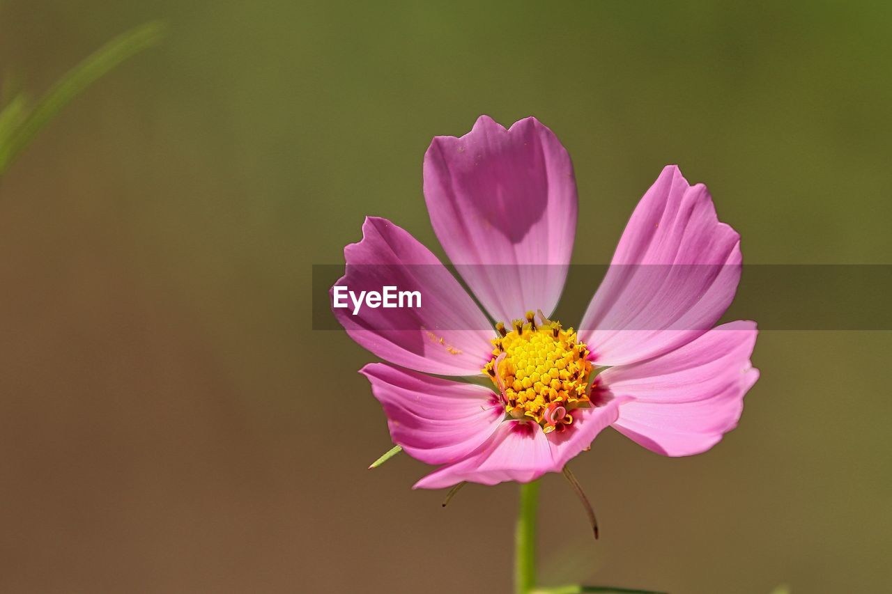 CLOSE-UP OF PINK COSMOS FLOWER AGAINST BLURRED BACKGROUND