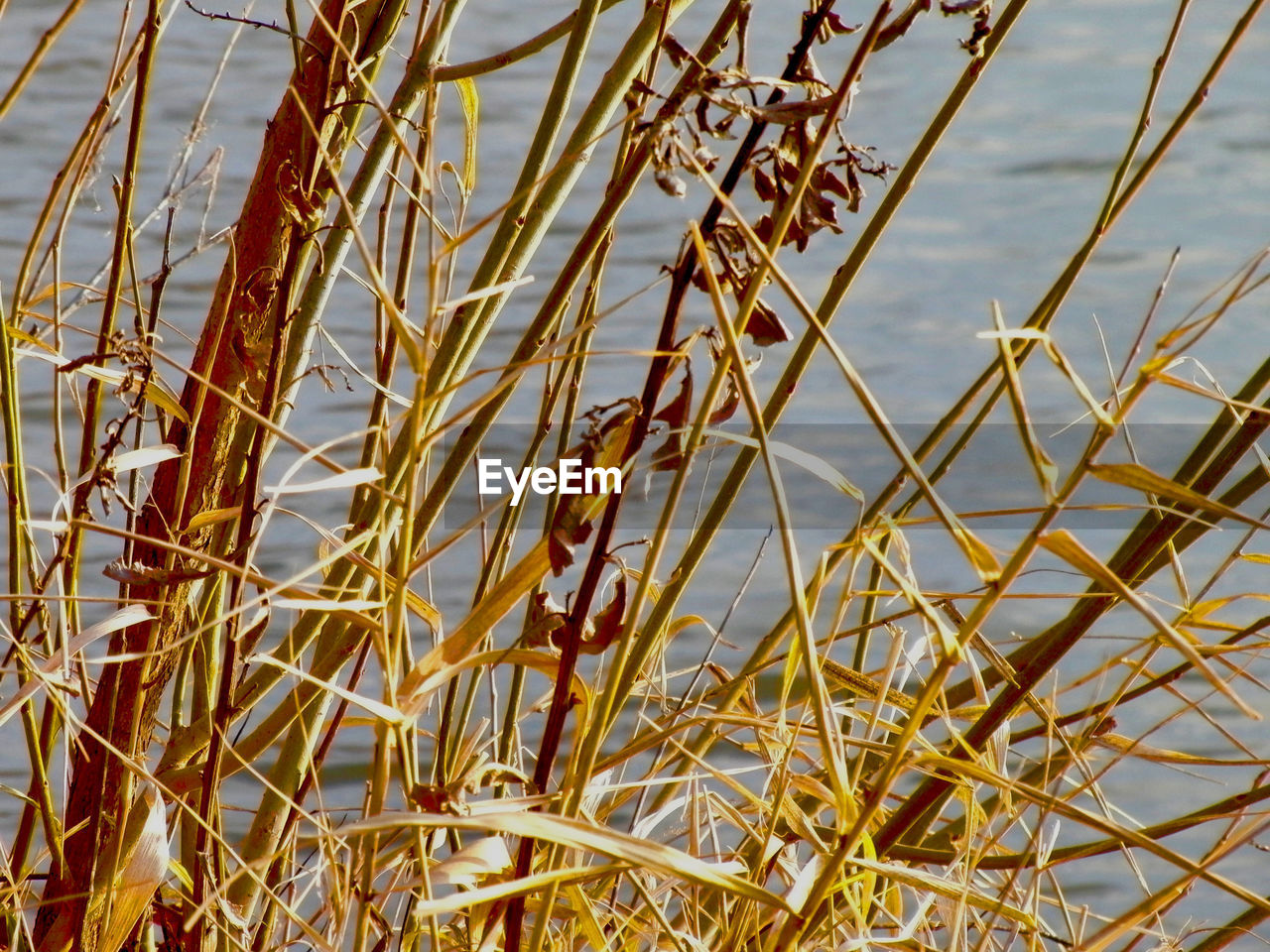 PLANTS GROWING ON LANDSCAPE