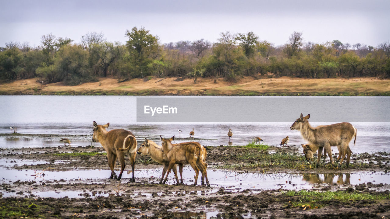 Deer and birds at riverbank