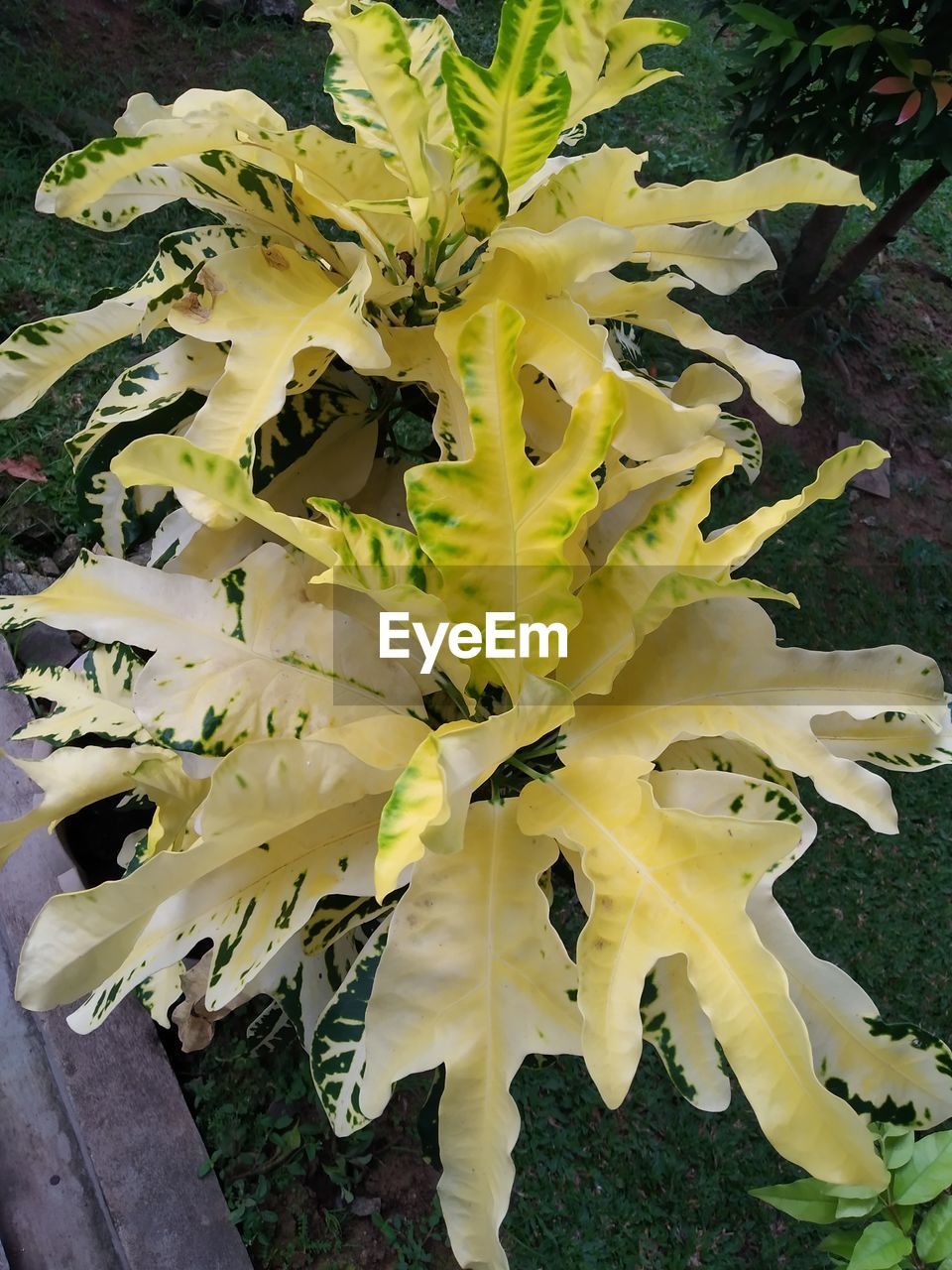 CLOSE-UP OF YELLOW FLOWERING PLANTS