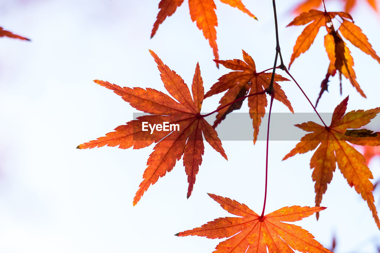 CLOSE-UP OF MAPLE LEAVES AGAINST SKY