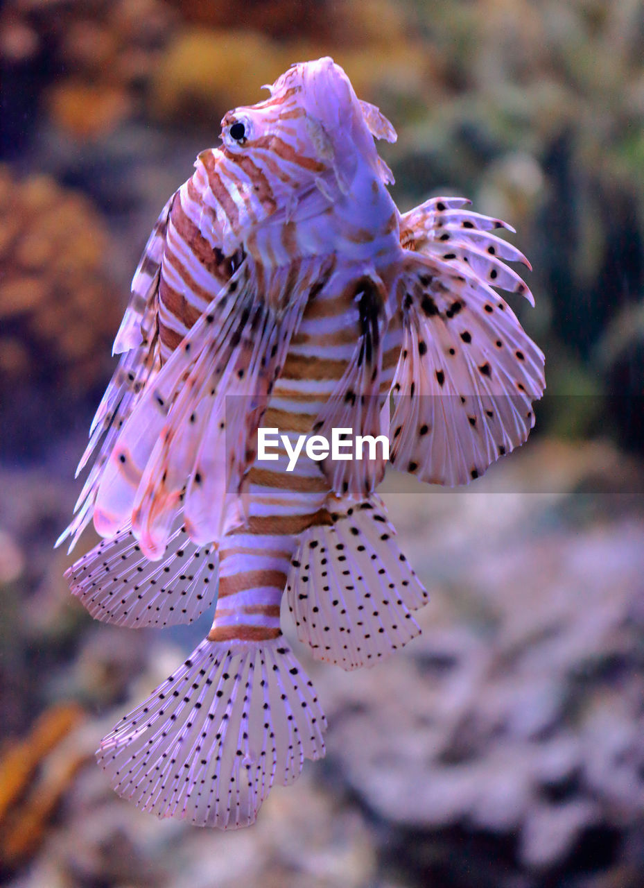 Close-up of lionfish in aquarium