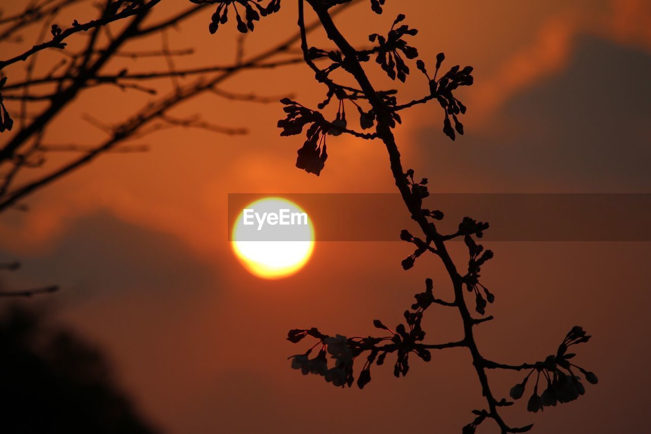 Close-up of plant at sunset