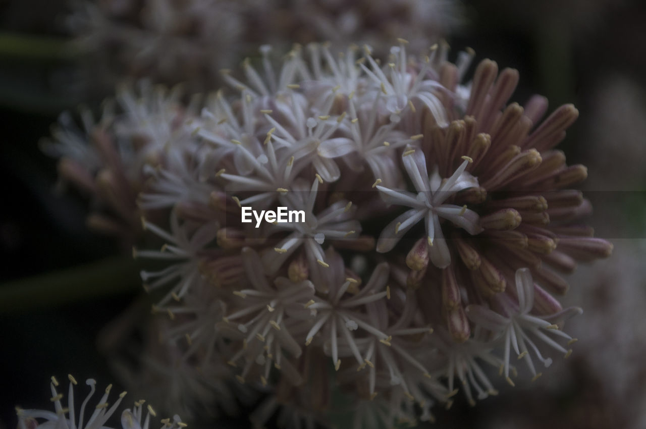 CLOSE-UP OF FLOWERS AGAINST BLURRED BACKGROUND