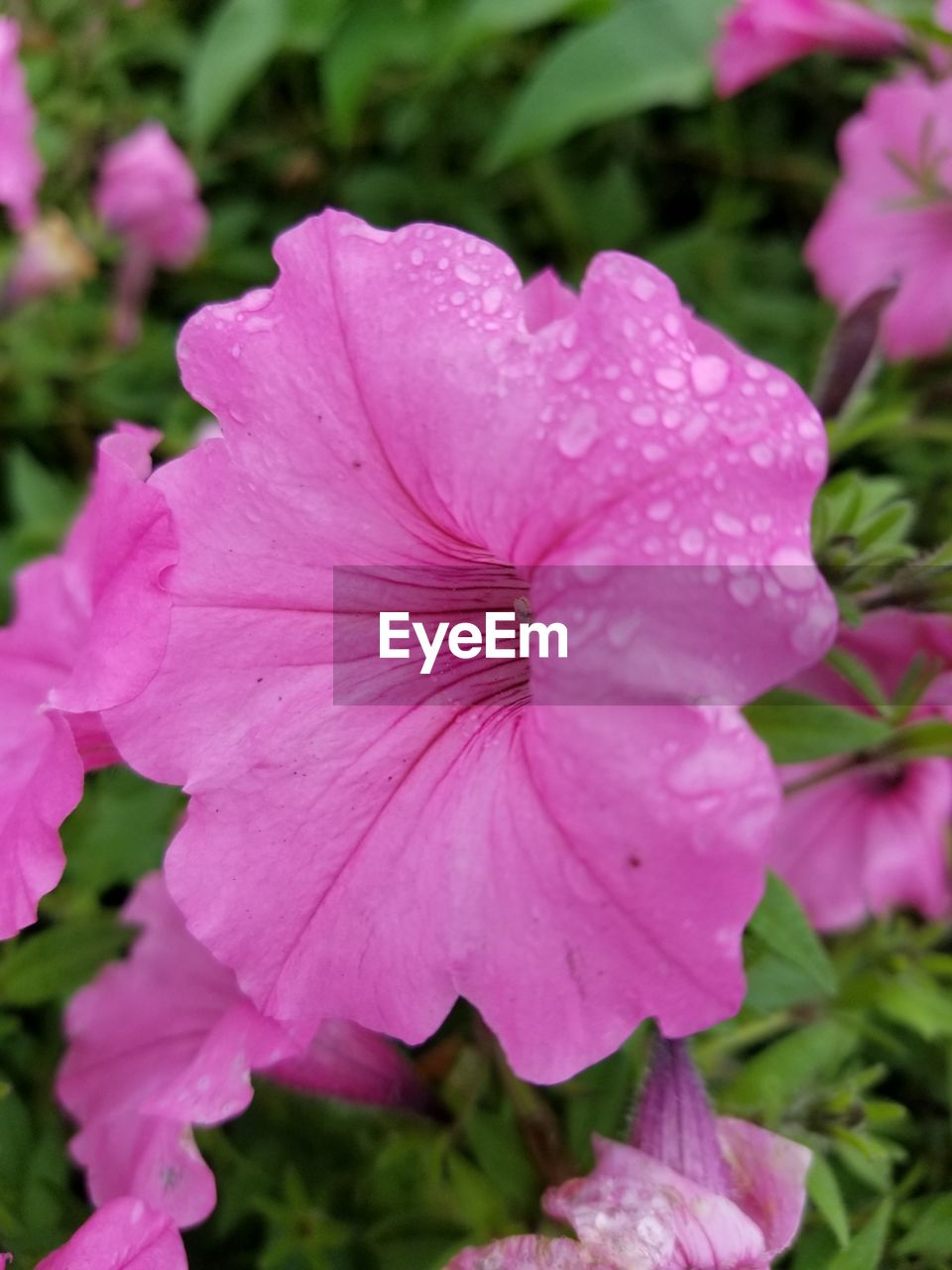 CLOSE-UP OF PINK ROSE PLANT