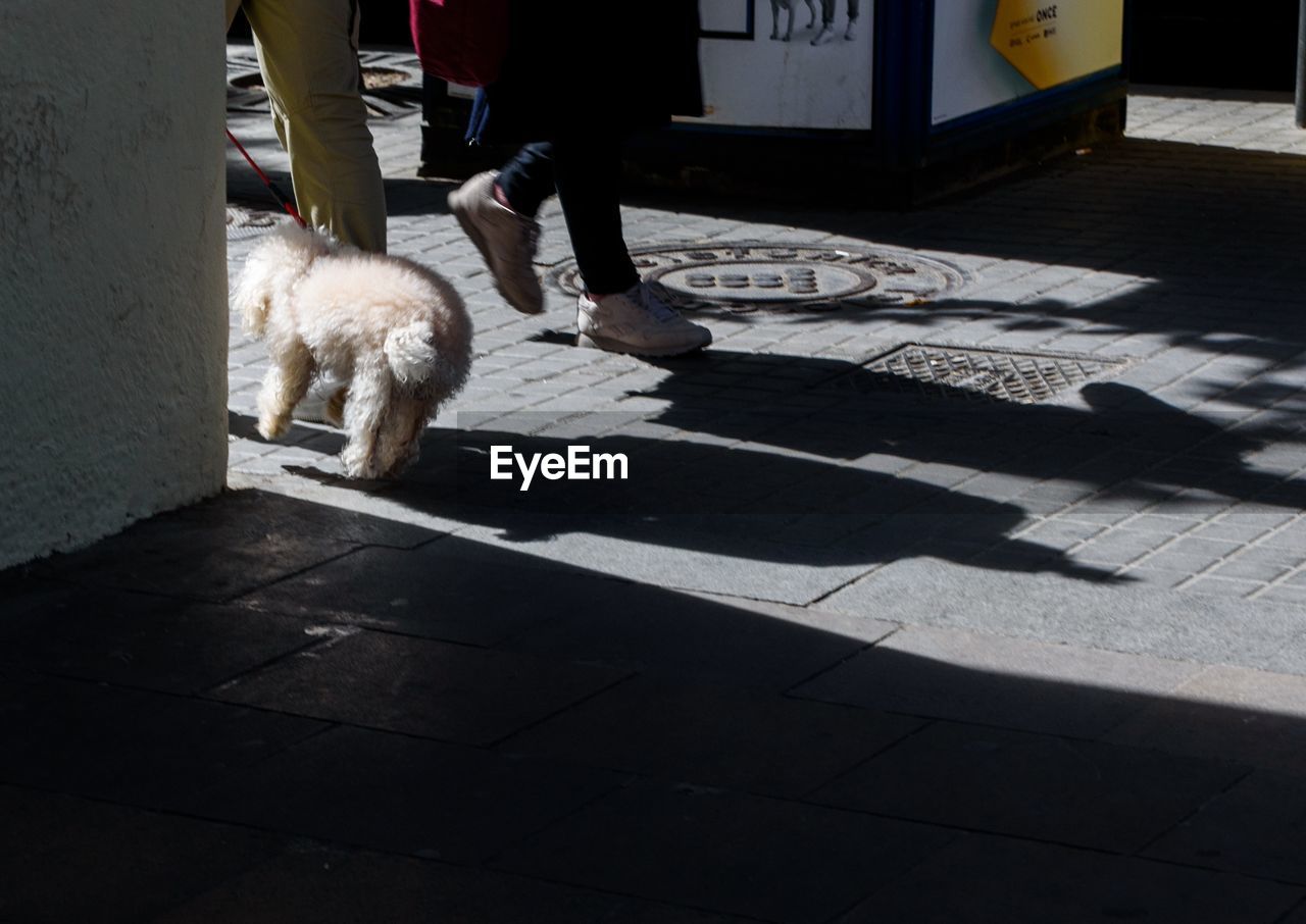 LOW SECTION OF PEOPLE STANDING BY DOG ON STREET