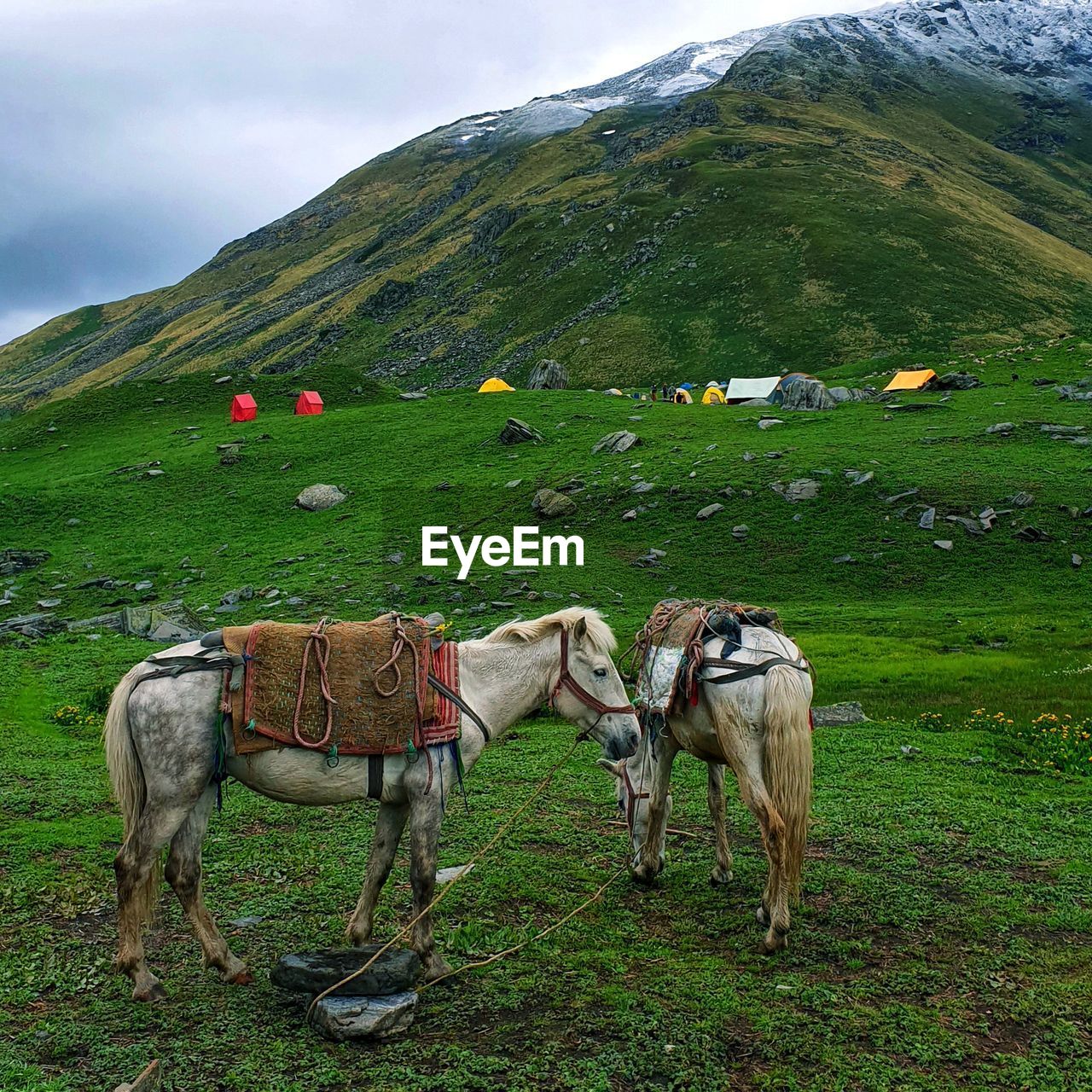 Fastened mules at the campsite against mountain and sky.