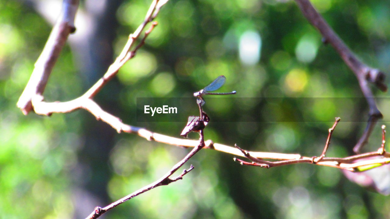 CLOSE-UP OF DRAGONFLY PERCHING ON WOODEN POST