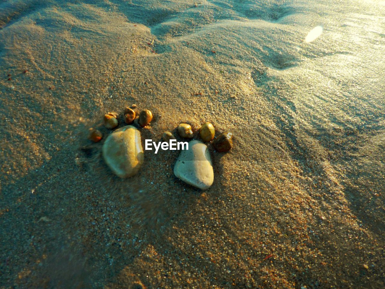 High angle view of shells on beach