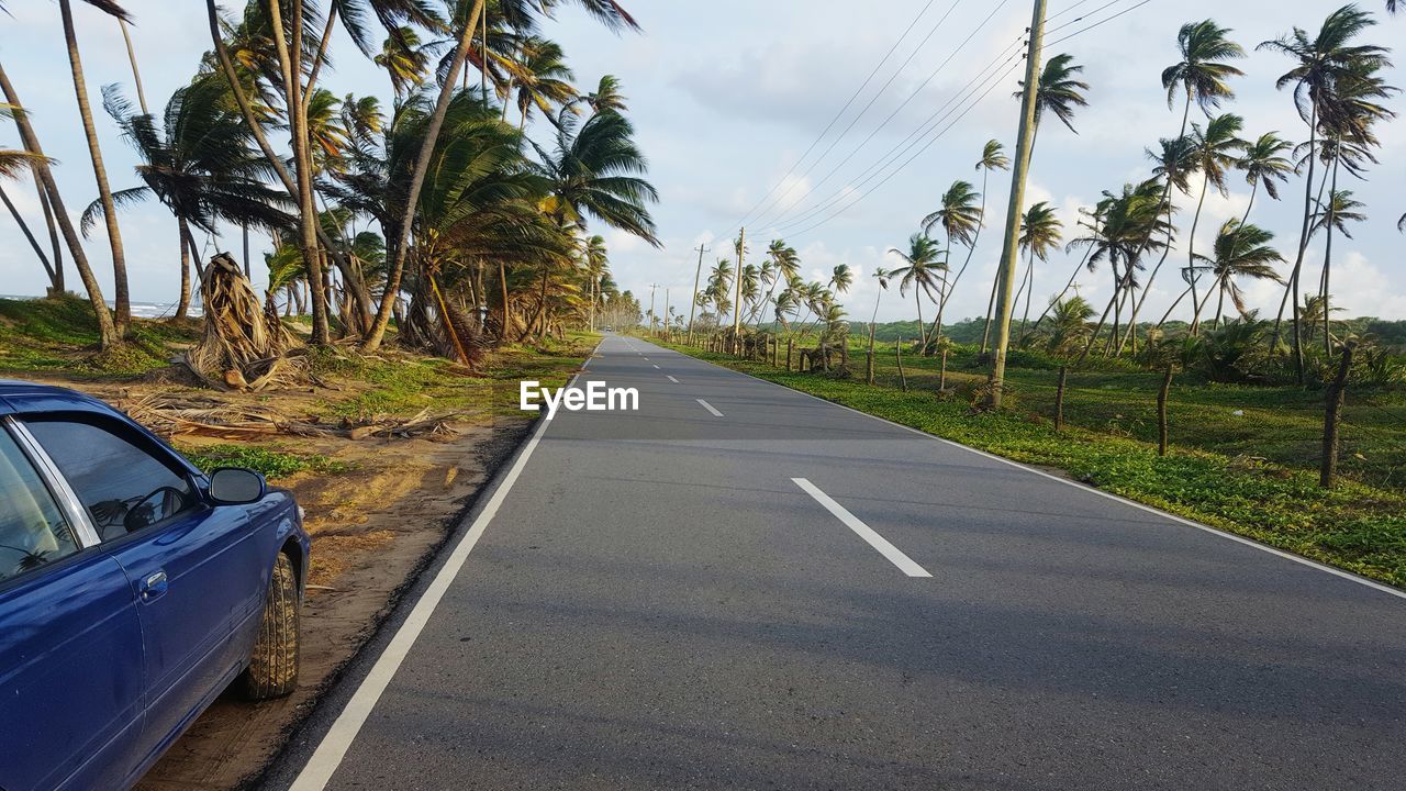 Palm trees along empty road