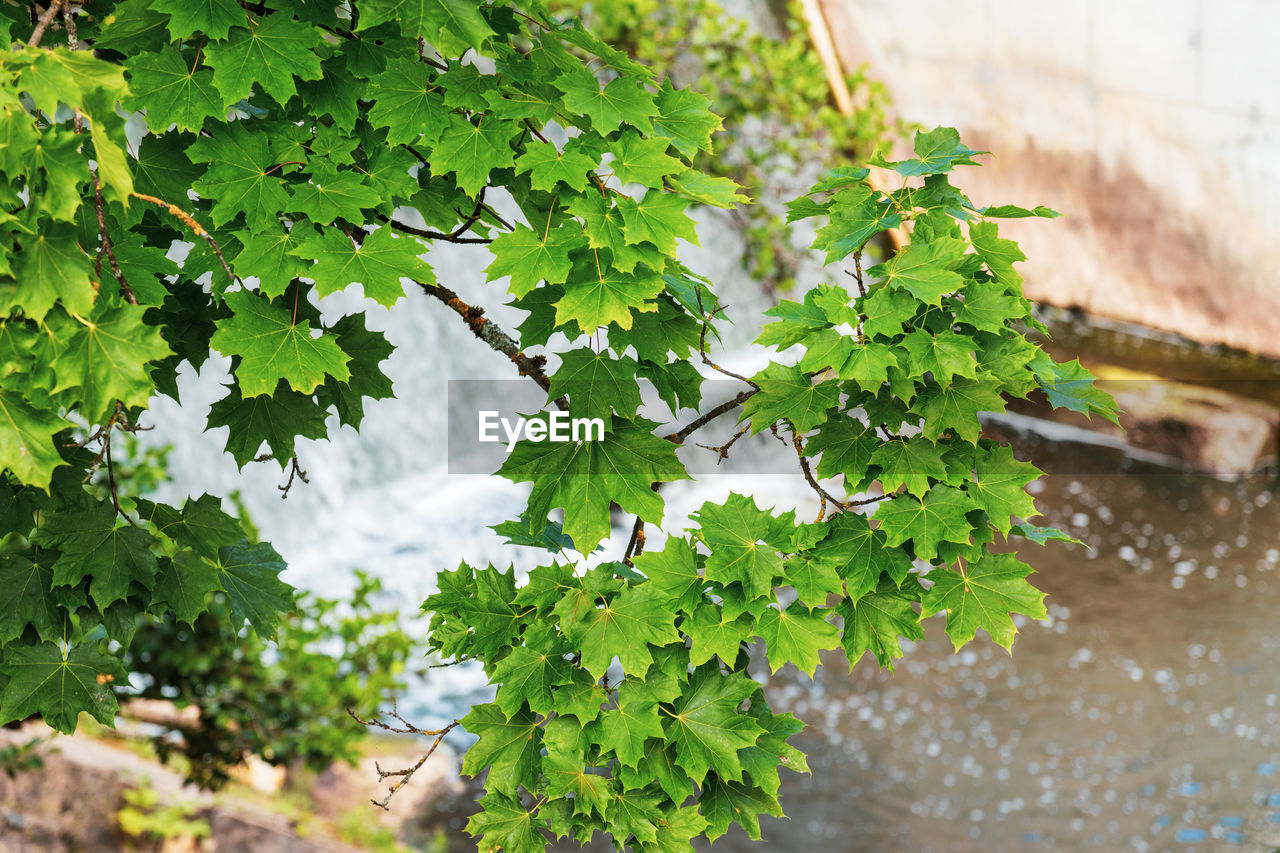 HIGH ANGLE VIEW OF PLANT GROWING IN WATER