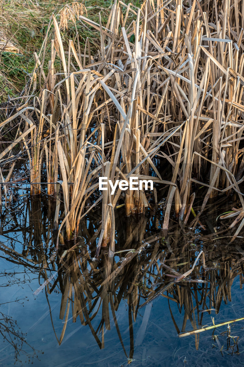 HIGH ANGLE VIEW OF DRY GRASS IN CALM LAKE