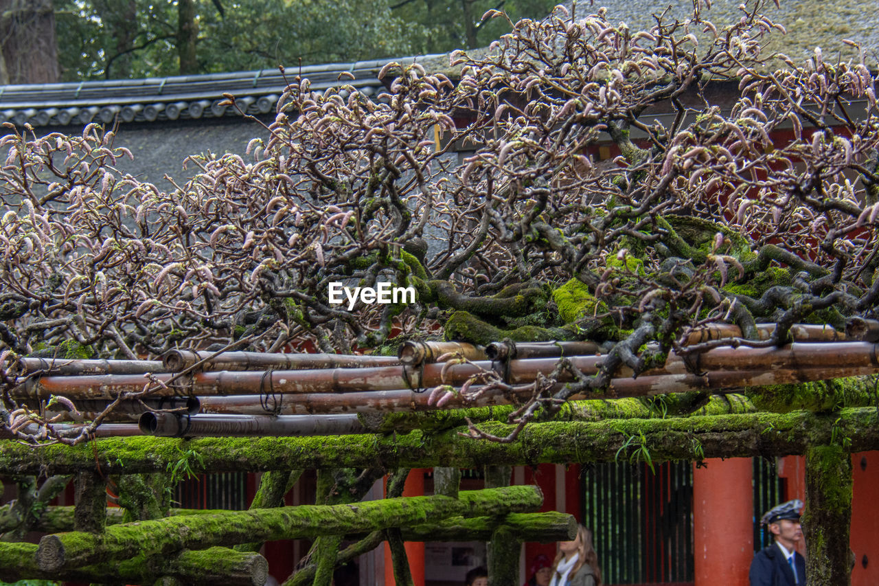 PLANTS GROWING BY BUILDING