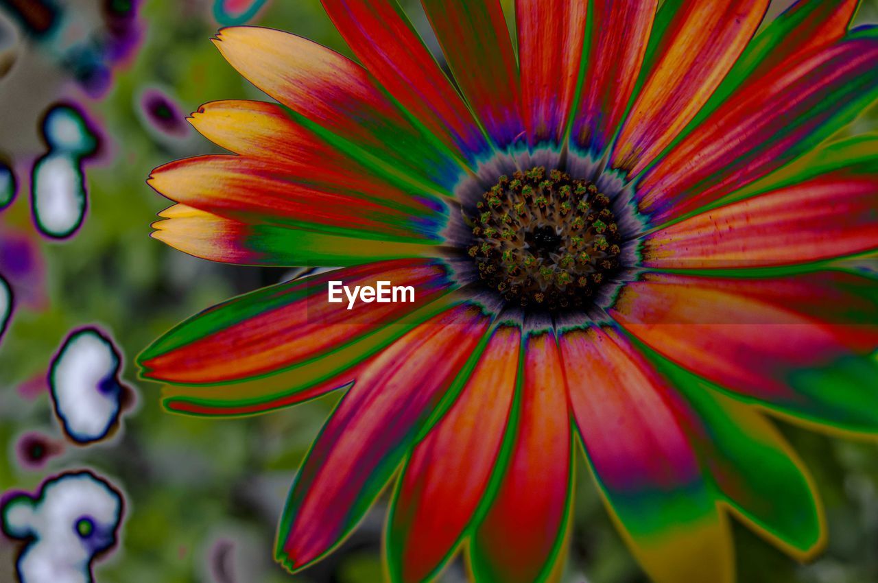 CLOSE-UP OF MULTI COLORED FLOWER