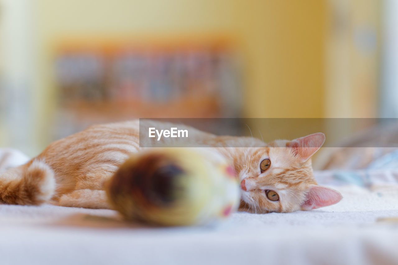 Close-up of cat lying on bed